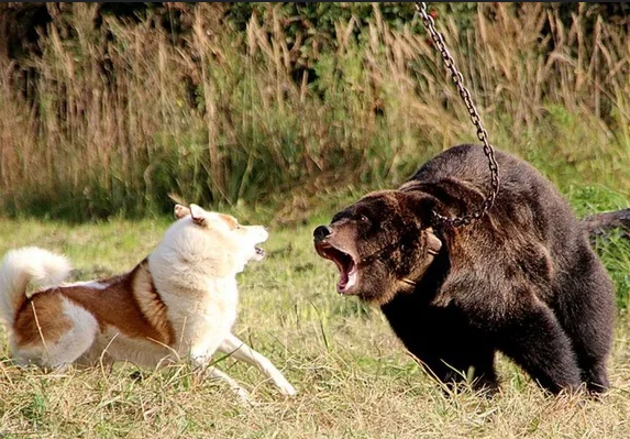 Ну купи! Н-Е-Е-Е-Т!!