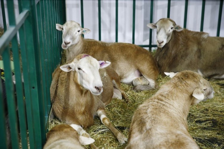    В 2024 году на Кубани открыли пять новых сельхозкооперативов