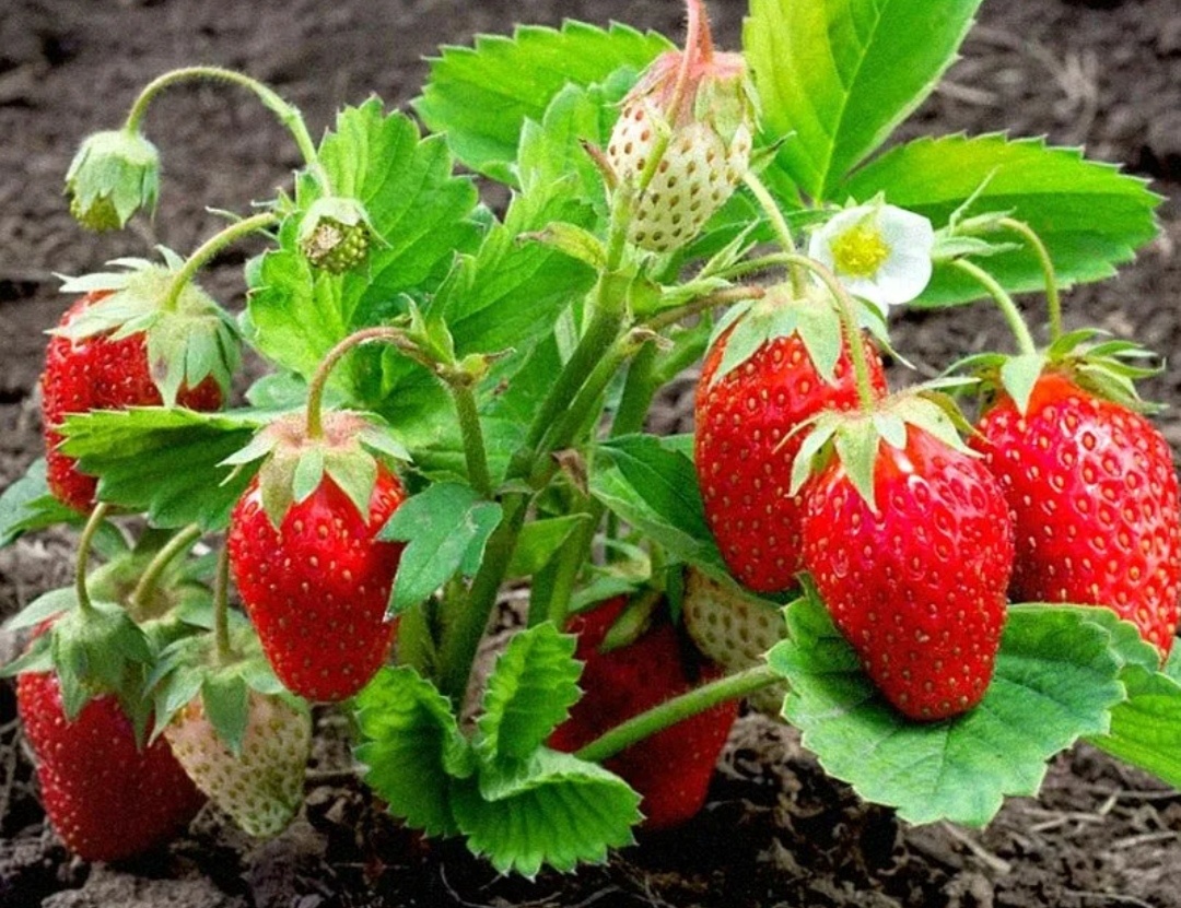 Земляника садовая 