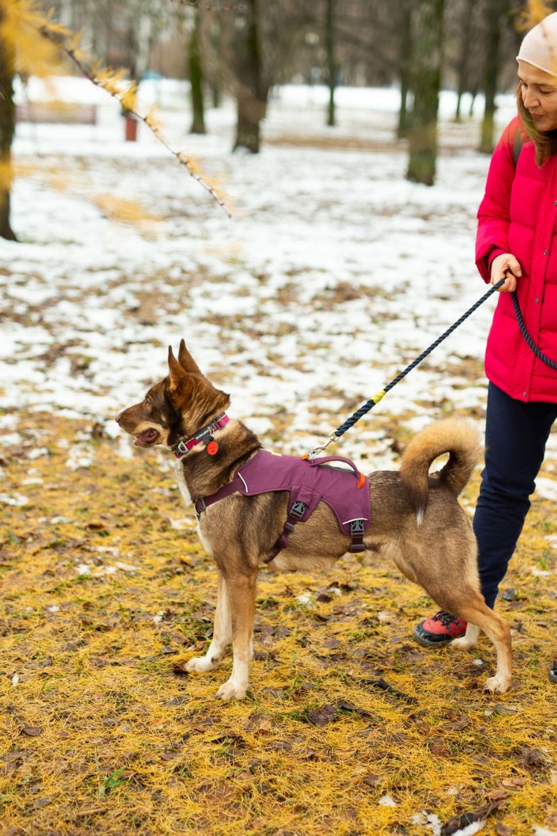 Дафна оказалась очень красивой собакой