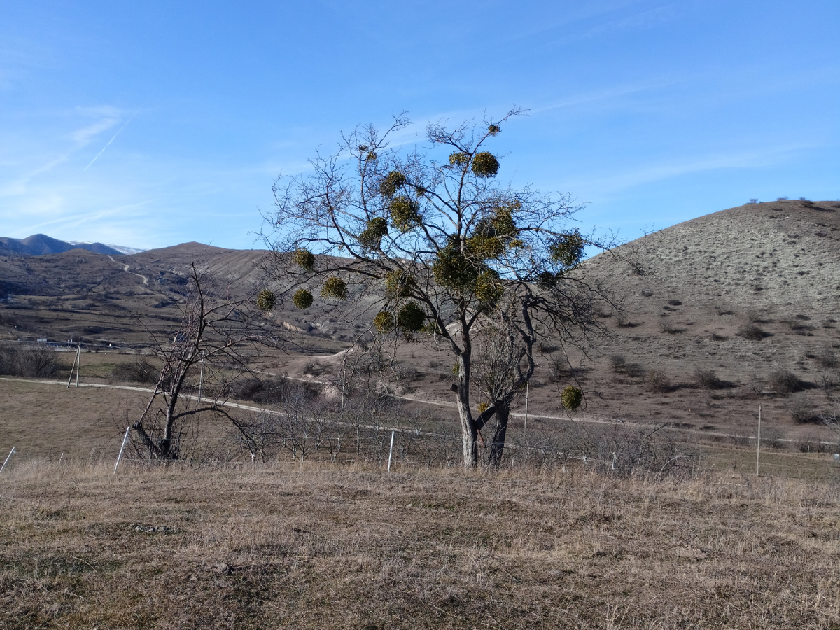 Фото автора: дерево, увешанное омелой белой, на фоне гор (Буйнакский район, январь 2024)