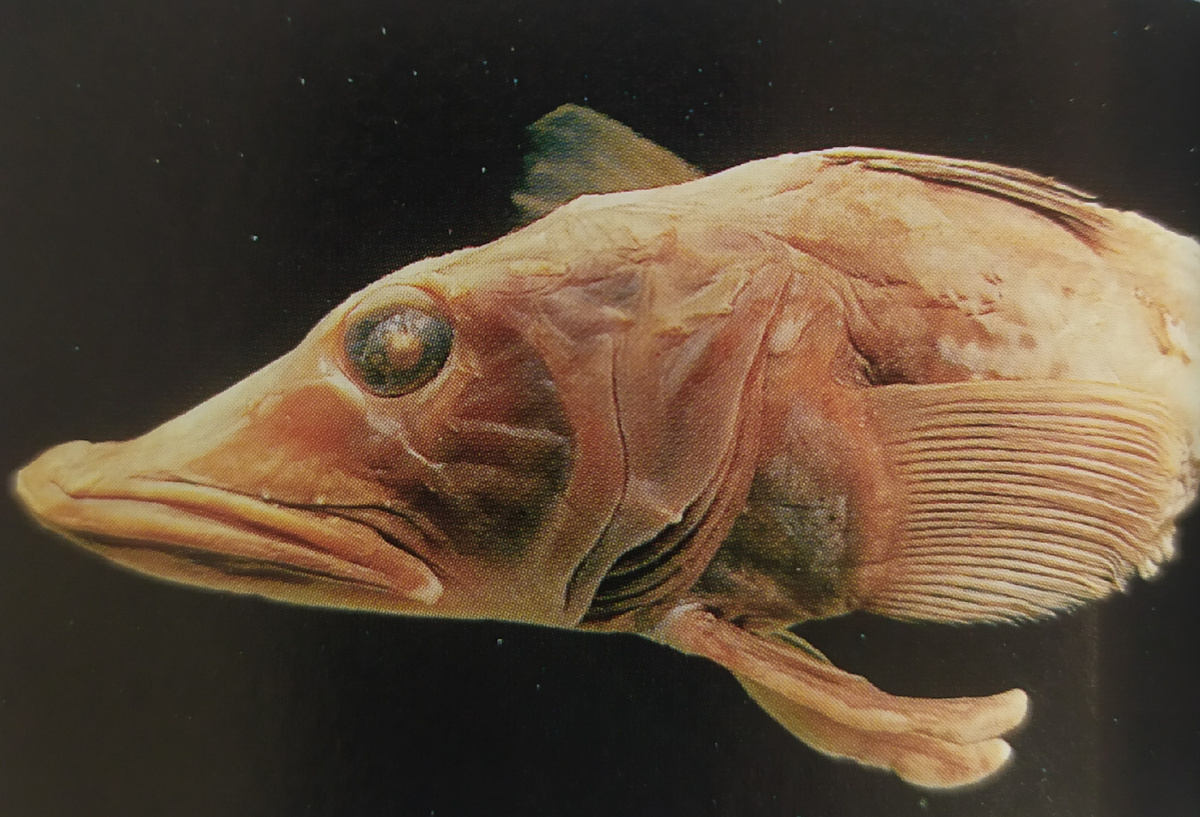 В солёной морской воде ледяная рыба выживает при температуре -1,5°C