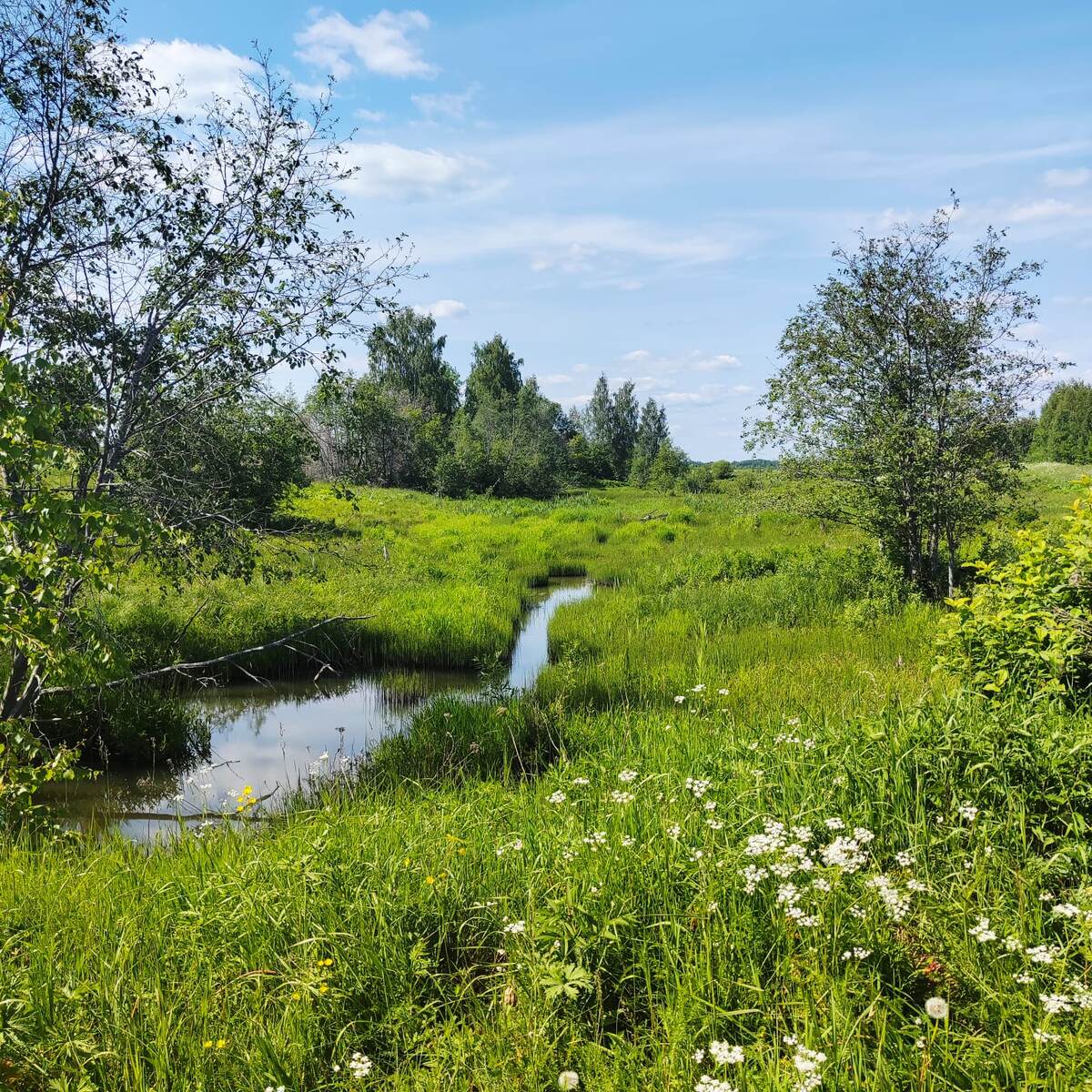 Не сон про Семейное древо