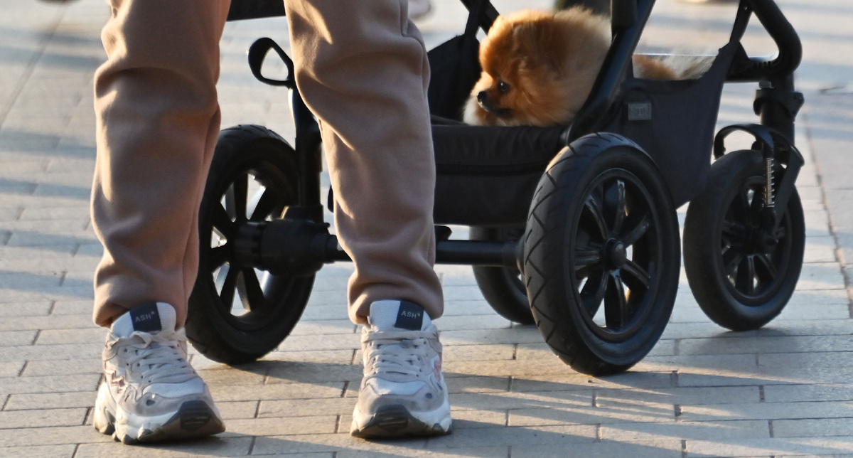 Собака в детской коляске © Sputnik/Владимир Баранов