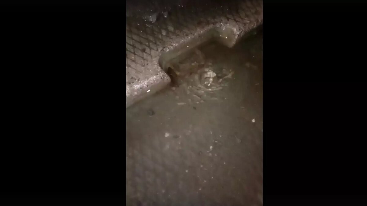     Источник: КАРЕЛФОРНИЯ NEWS | Петрозаводск и Карелия / vk