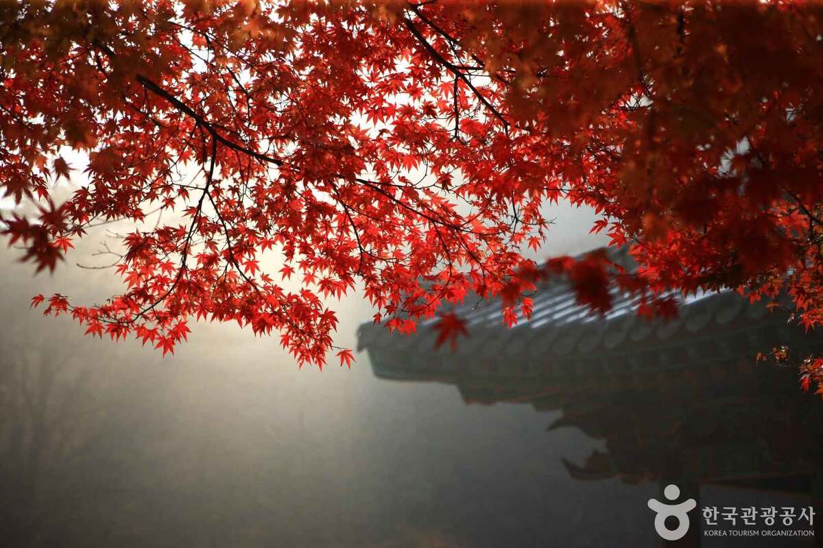 Во время сезона красных клёнов новостные сводки в Корее начинаются с информации о том, куда сегодня докатилась алая волна.