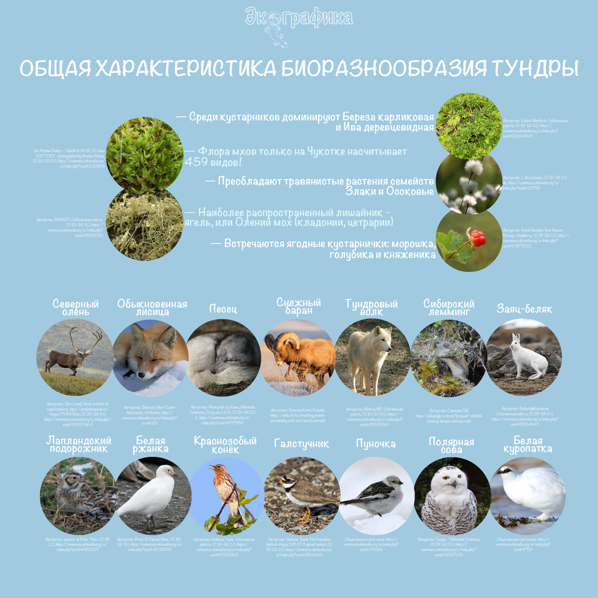 ©️Экографика. Иллюстрация 1. Общая характеристика видового состава тундры