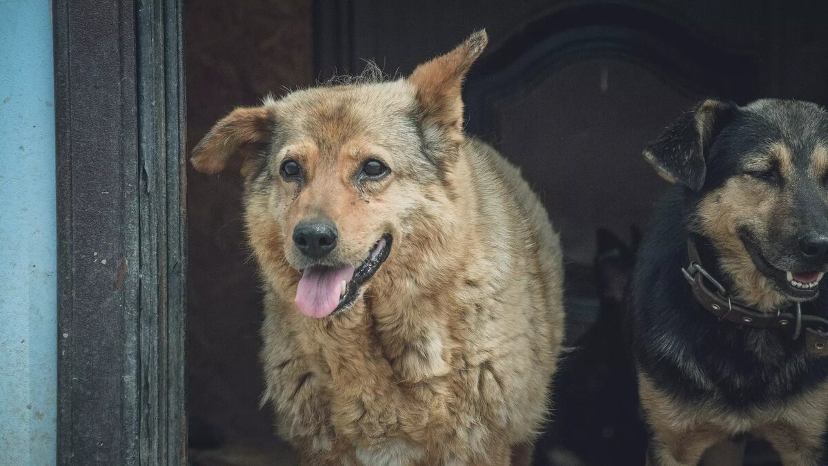     Источник: novostivolgograda.ru