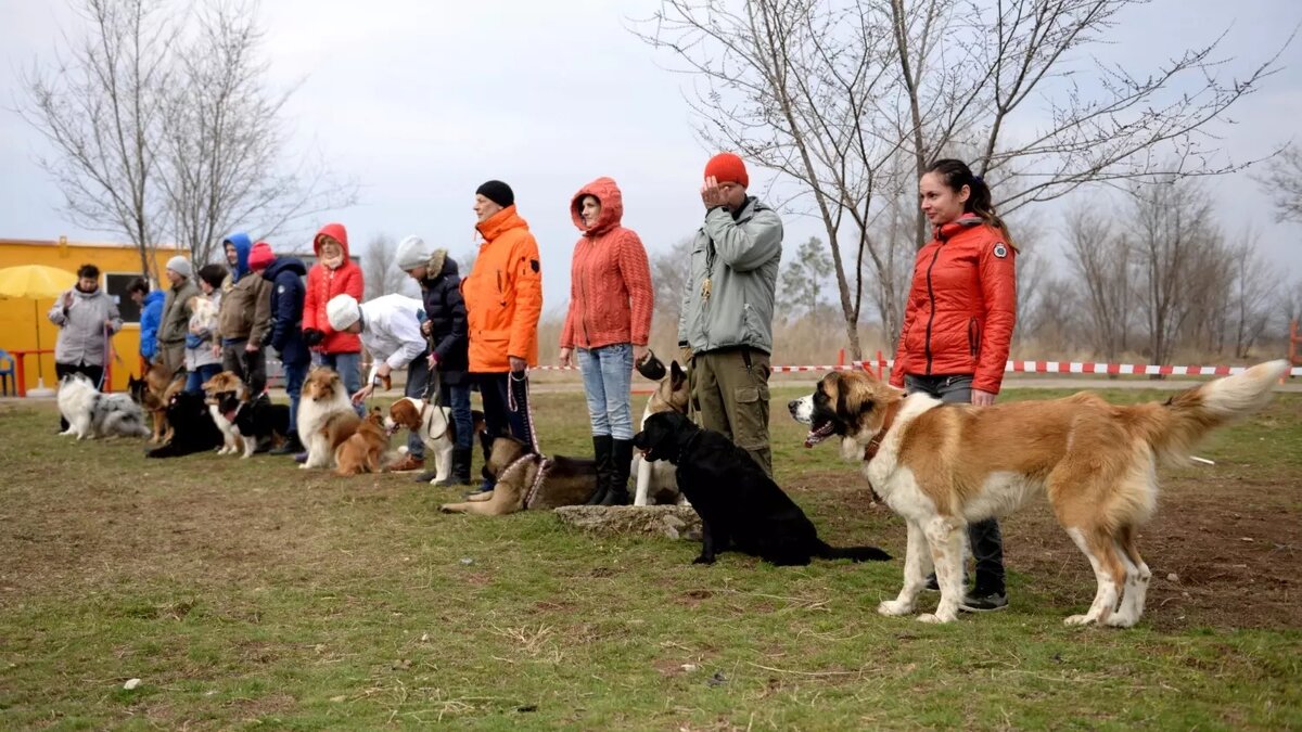     Источник: novostivolgograda.ru