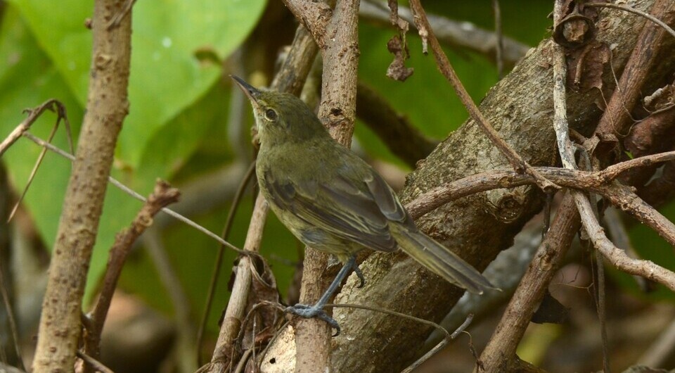   Сергей Коленов