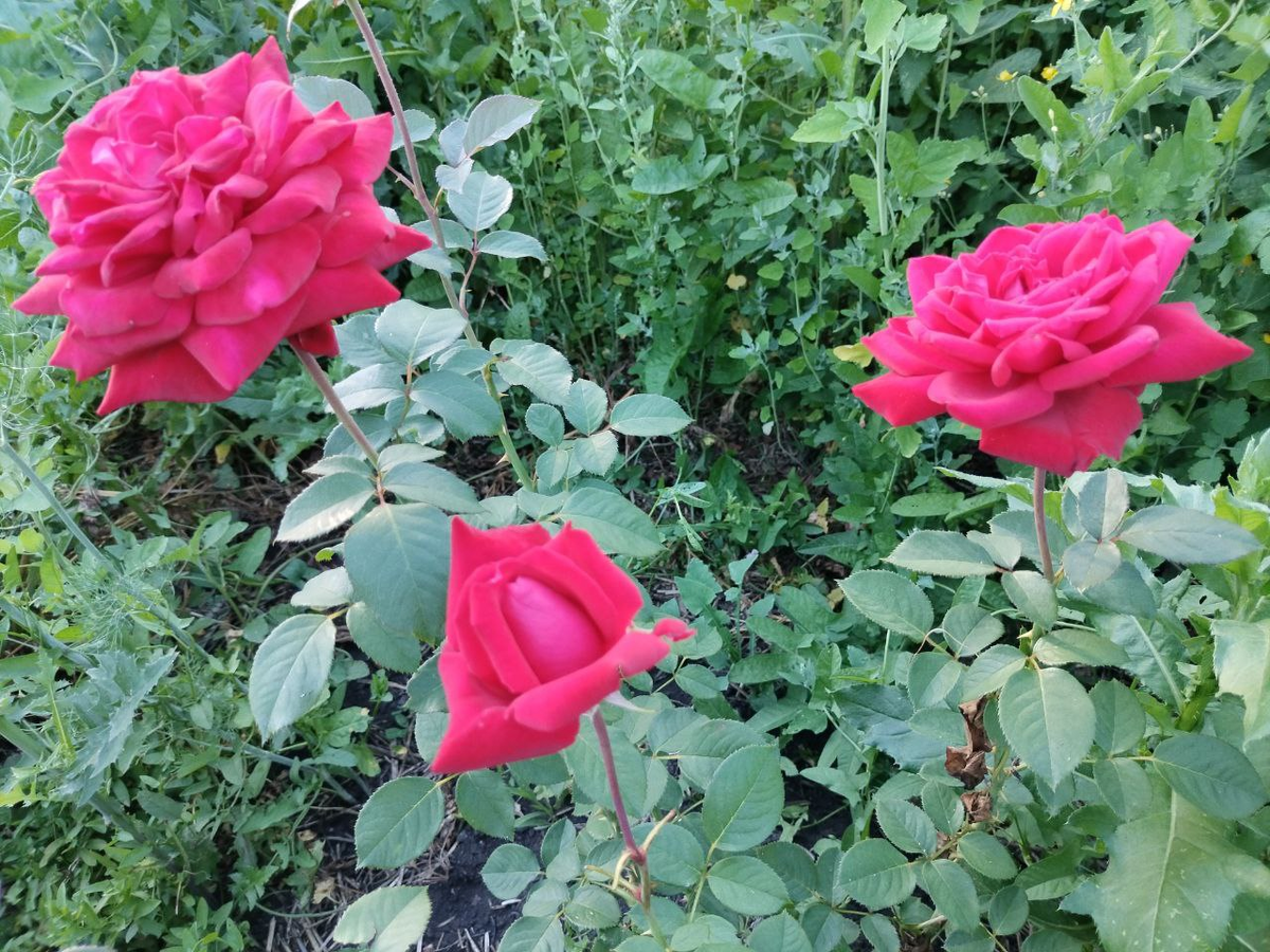 Фото автора.