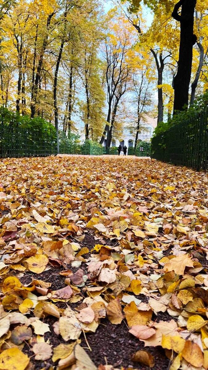 Сон про персональные колоды карт