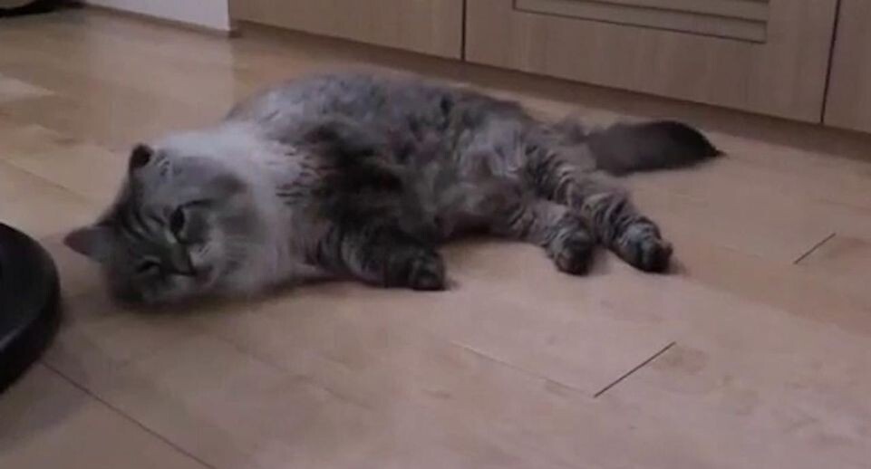    Стоп-кадр видео