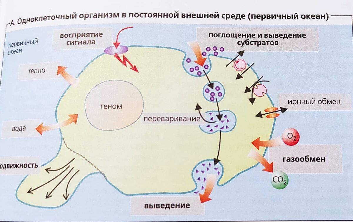 Иллюстрация из книги НАГЛЯДНАЯ ФИЗИОЛОГИЯ. С. Зильбернагль, А. Деспопулос. 