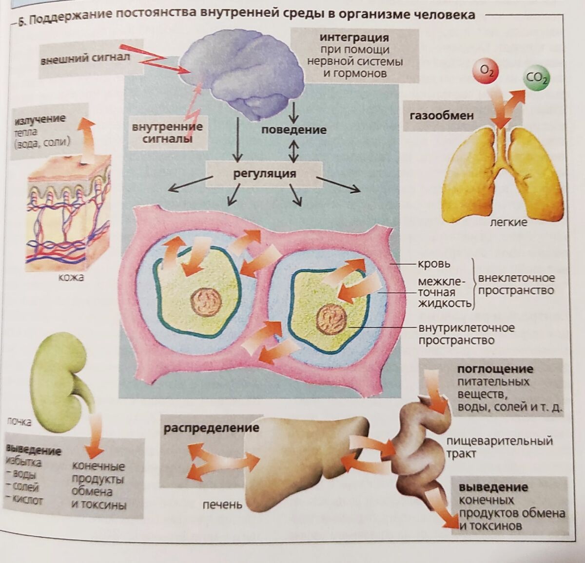 Иллюстрация из книги НАГЛЯДНАЯ ФИЗИОЛОГИЯ. С. Зильбернагль, А. Деспопулос. 