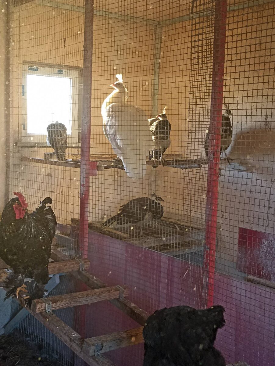 Молодые павлины с насадками в курятнике