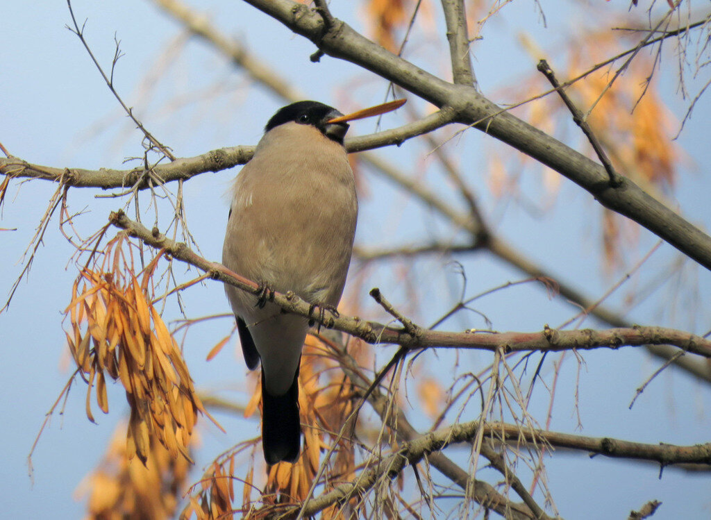 Снегирка на ясене, фото Натальи Васильевой