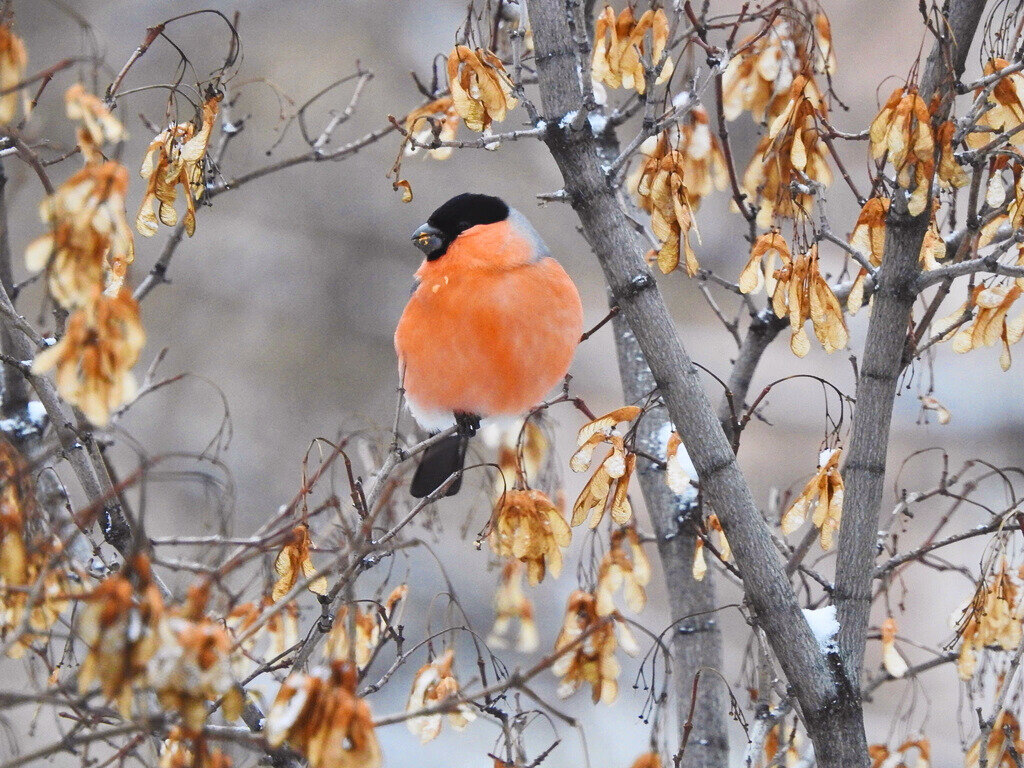 Снегирь на клене, скорее всего, татарском. Фото автора