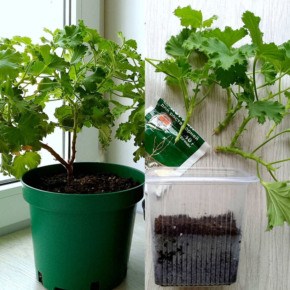 Черенки с двух кустов, выбрала самые-самые