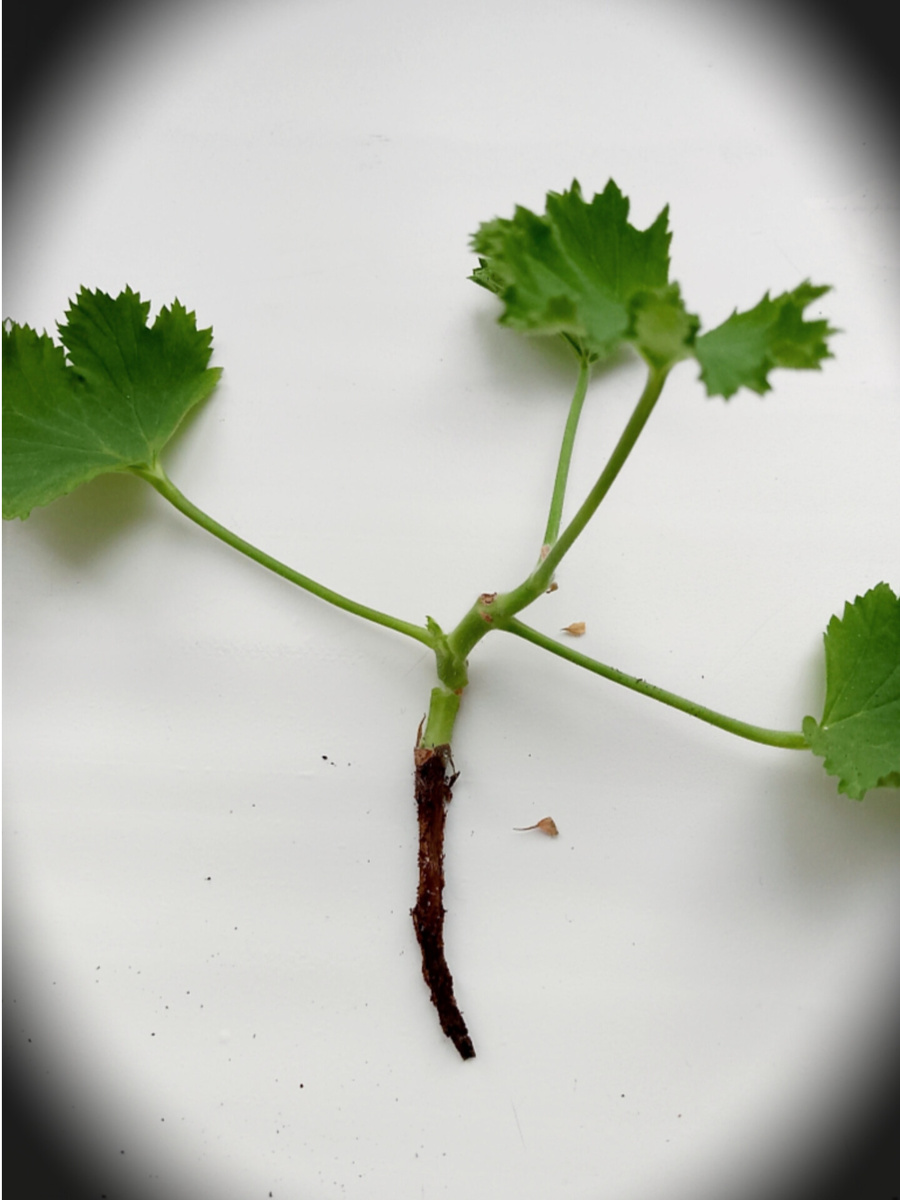 Совершила ошибку при подготовке черенка, но какую, не пойму. Попробую увеличить время подсыхания среза, и оставлять стебель покороче