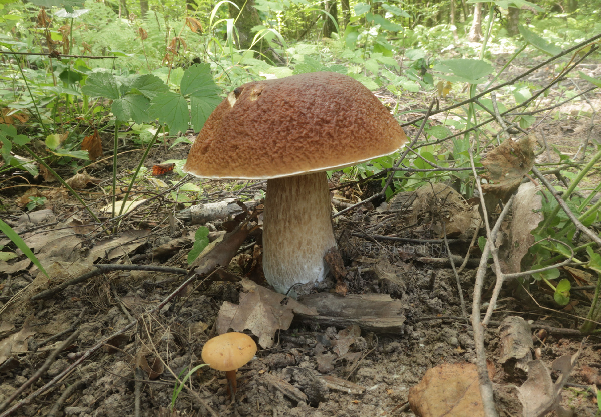 За перечным грибом можно различить и белый (фото И.Лебединского)