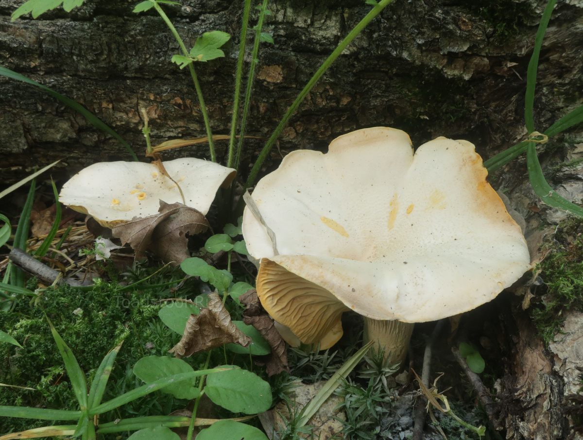 Они не сушёные - просто белый налёт на шляпке, несмытый дождём (фото И.Лебединского)