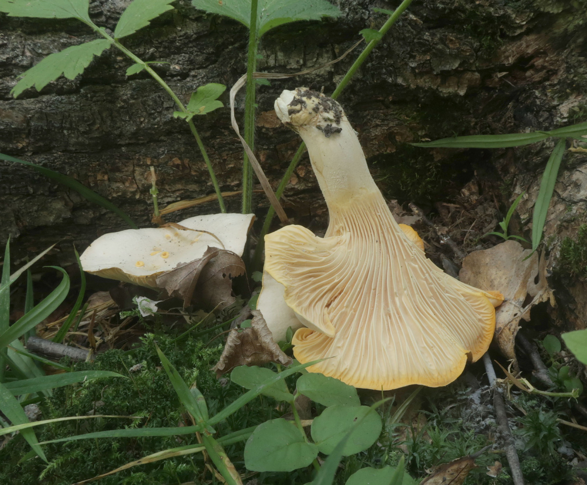 После помывки эти лисички приобретут насыщенный жёлтый цвет, но это еще не повод (фото И.Лебединского)