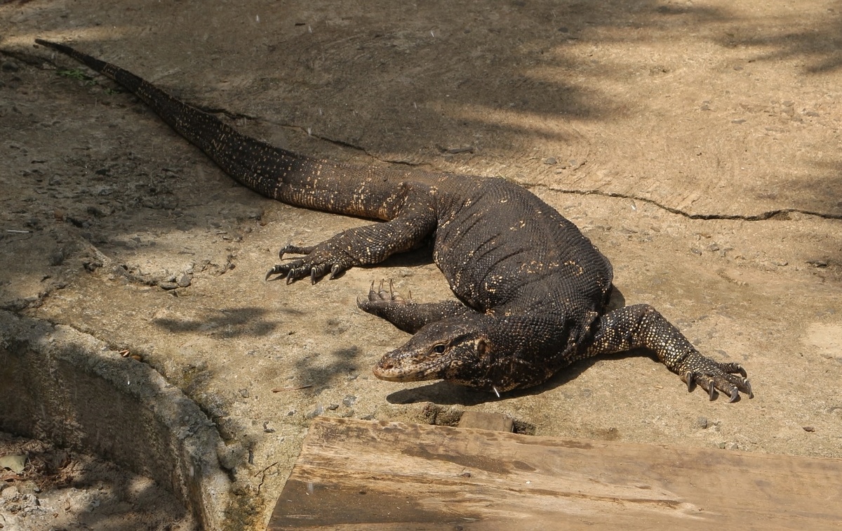 Мой друг - малыш варан 