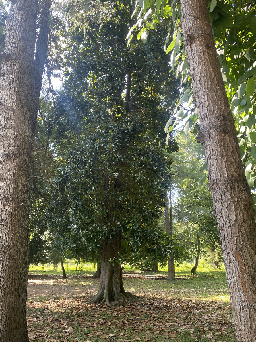 Магнолия и на следующей фотографии размашистые Вековые Сосны