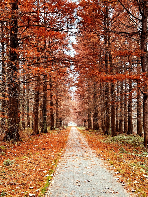 Аллею Фештетичей обрамляют вирджинские болотные кипарисы. Осенью их хвоя краснеет – незабываемое зрелище! Фото автора