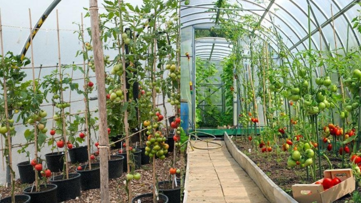 Моя теплица в середине августа. Высота растений достигает 2 метров, каждая кисть требует дополнительной опоры.