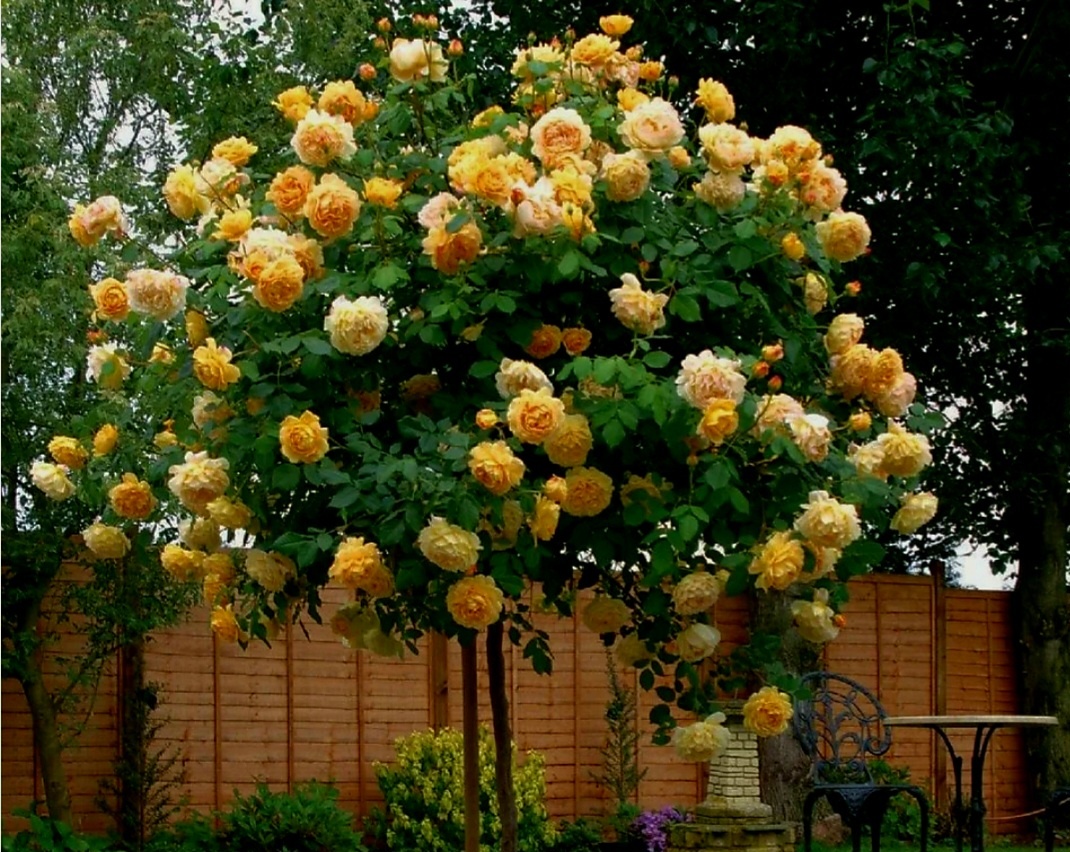 Так выглядит  штамбовая роза на фото из интернета