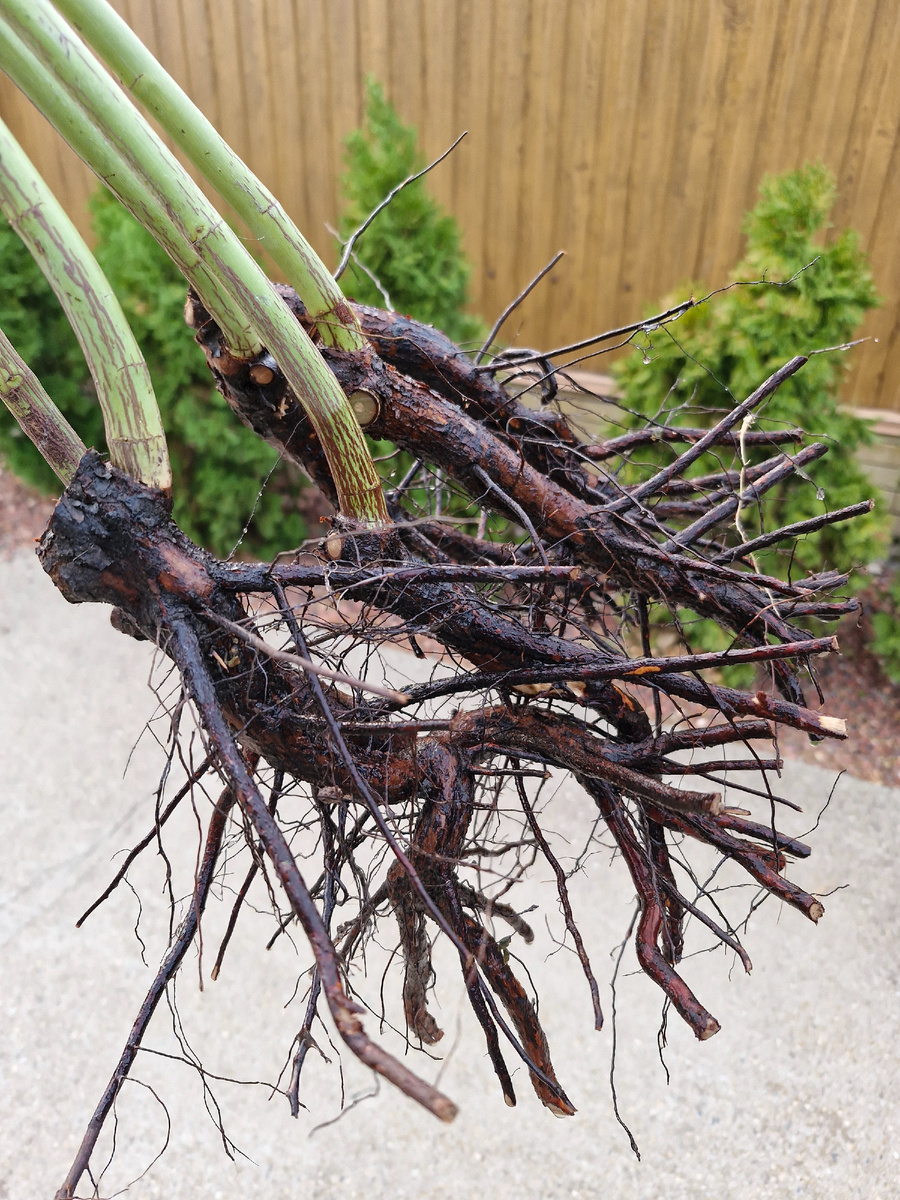 Урвала! Сорт Лакса