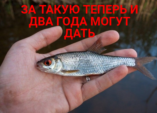 Запрет на вылов воблы и плотвы