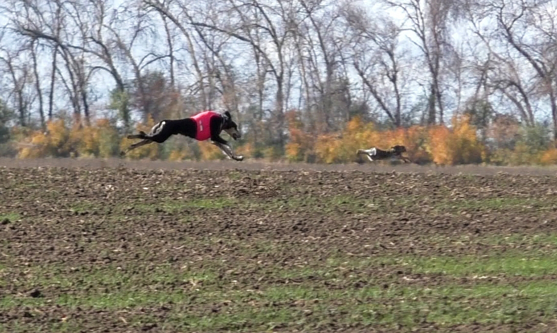 борзая Тазы - Сэхра Эль Мор Бахт
