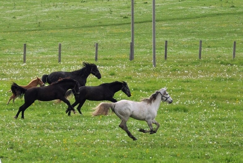 Конная ферма Владимировка, ст. Убинская https://www.ferma-vladimirovka.ru/