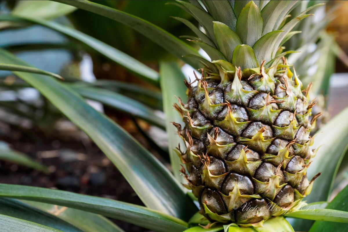 Flickr📷Несмотря на выраженную сладость, ананас можно включать в диетическое питание