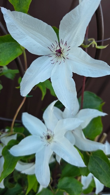 Сорт "Beautiful Bride"