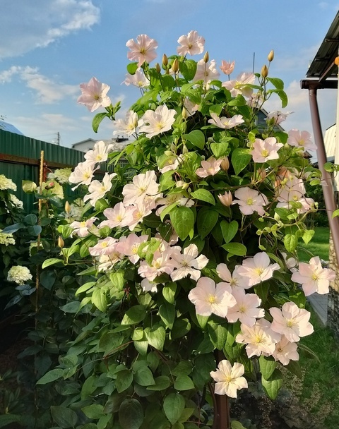 Сорт "Yadviga Valenis"