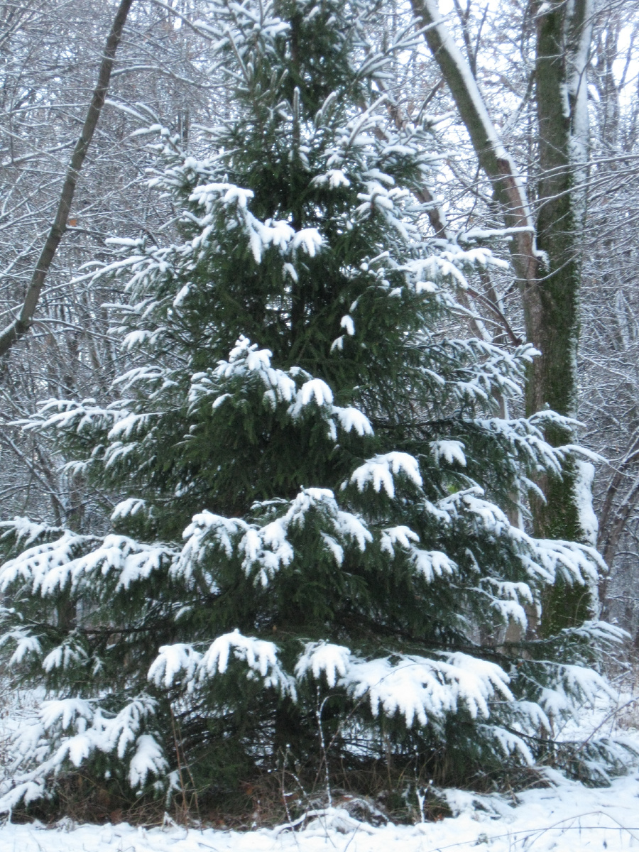 Фото автора. Листайте галерею.