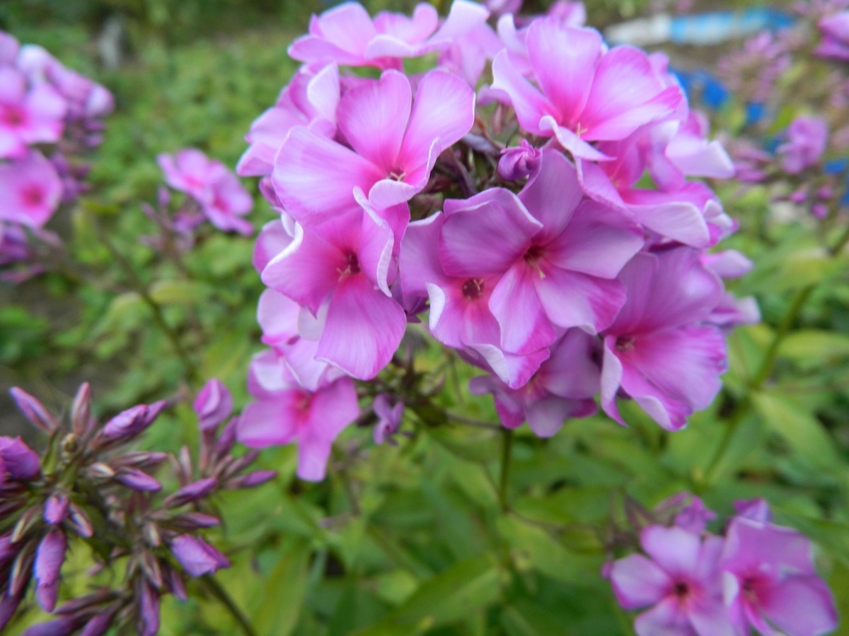 1. Флокс Катюшкины Кудряшки