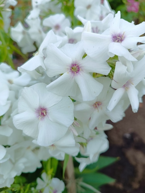 3. Флокс Белый Кот