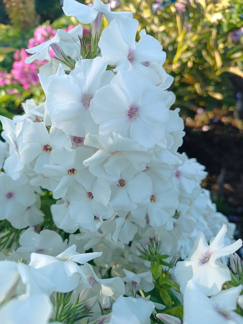 2. Флокс Белый Кот. 2 фото, листайте