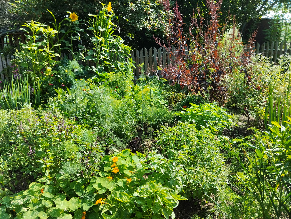 Маленький декоративный огород: овощи, зелень, травы и цветы...