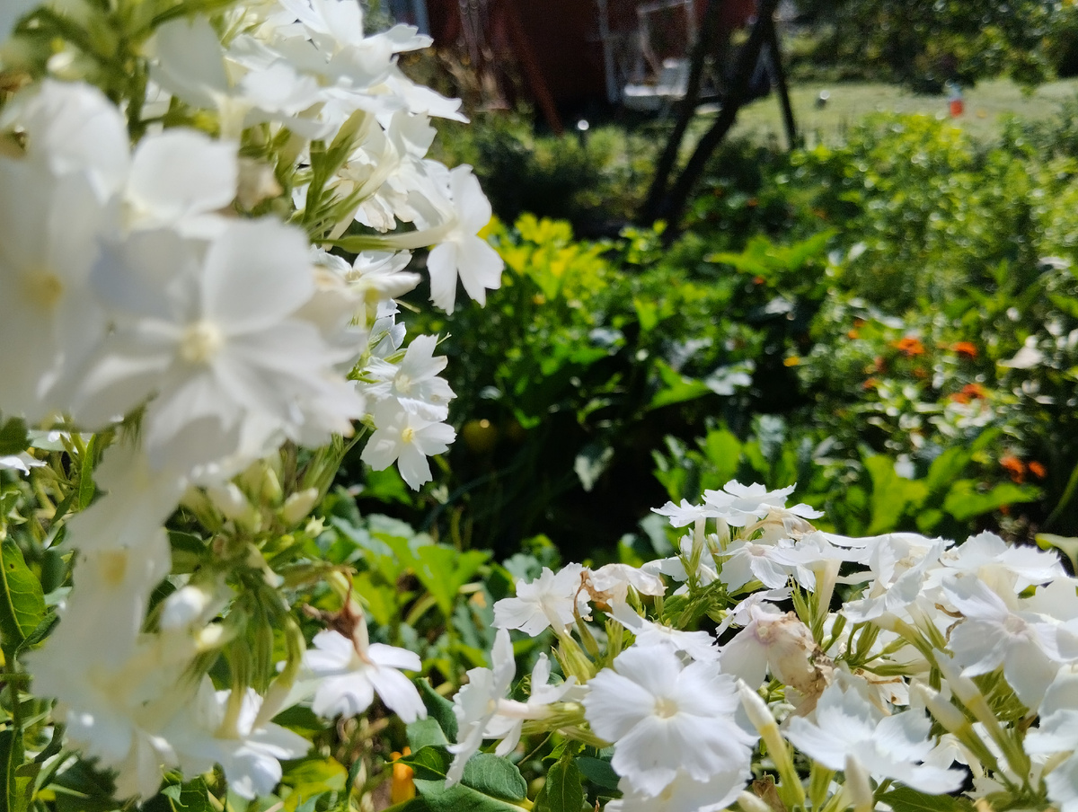 Нежные флоксы - лучшая изгородь для моего огорода