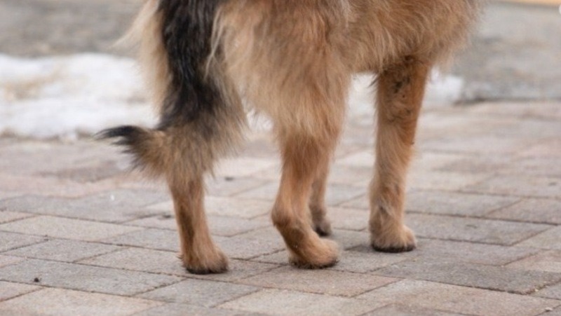      Фото: ИА «Победа26»