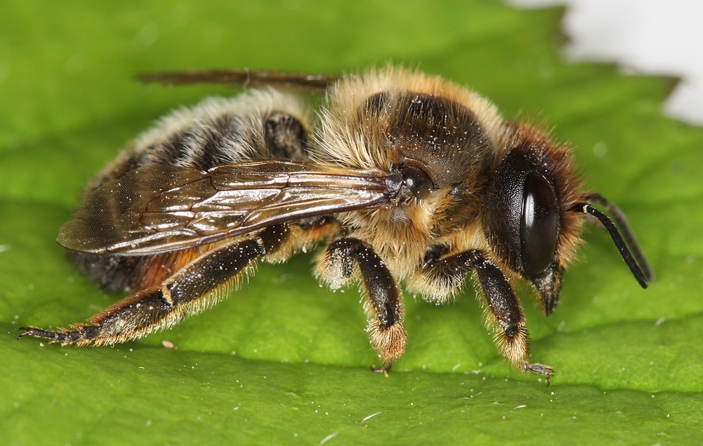 Среднерусская пчела