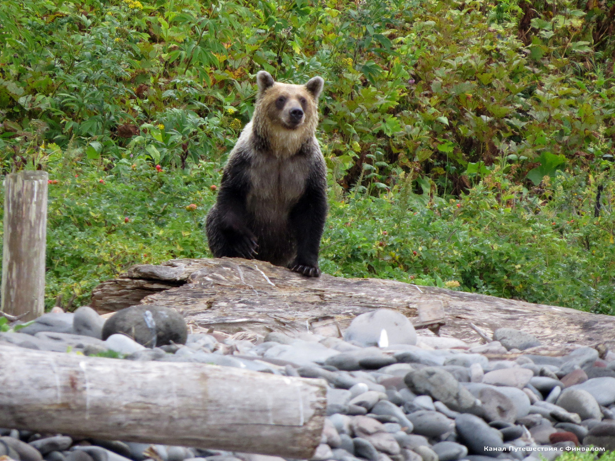 Фёдор - хозяин бухты и участка рядом с нашим домом. (листайте галерею)