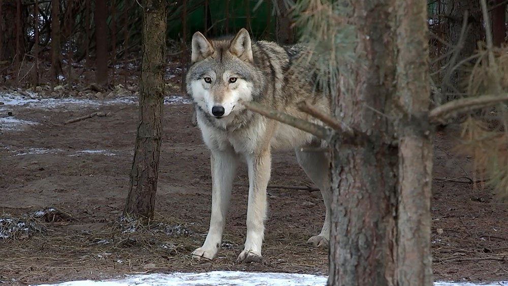    ©АО ТВ Центр