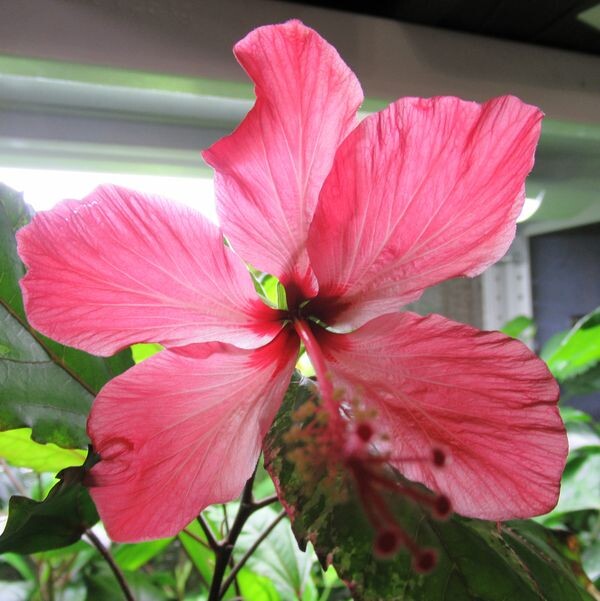 Гибискус Купера вариегатный - моё фото